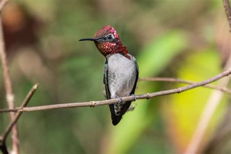 21 Incredible Facts About Bee Hummingbirds (With Pictures)