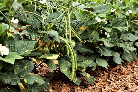 Black-eyed Pea Plants Free Stock Photo - Public Domain Pictures