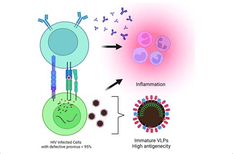 | Antigenicity of the defective provirus. Most proviruses are defective ...