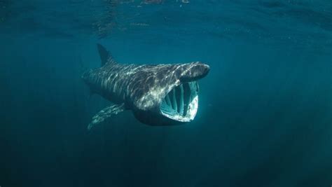 Basking Shark: Meet the Gentle Giant of the Sea - Scuba.com