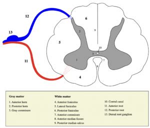 Grey and White Matter - Physiopedia