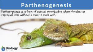 Parthenogenesis Definition and Examples - Biology Online Dictionary