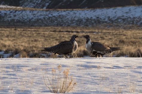 Greater Sage-Grouse - Jackson Hole Wildlife Safaris