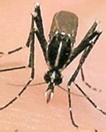 Entomology & Ecology | Dengue | CDC