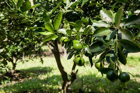 Lime Tree with Fruits Closeup in the Field Ready To Harvest with Blurry and Some Noise Effect ...