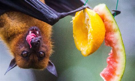 Fruit Bat Teeth: Everything You Need To Know - A-Z Animals