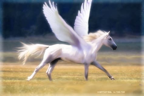 Winged Horse 2 by Warriorgal on DeviantArt