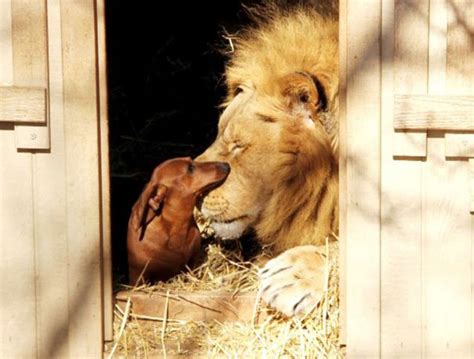 These Dynamic Clicks Of Odd Animal Couples Will Melt Your Heart