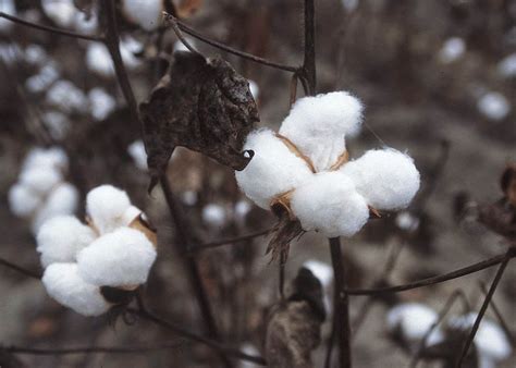 CHINAR SHADE : WAS COTTON GROWN IN KASHMIR