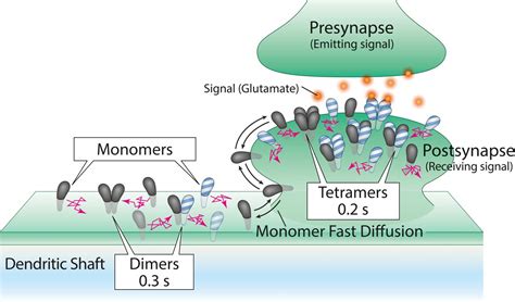 Diagram of Tetramer Formation [IMAGE] | EurekAlert! Science News Releases