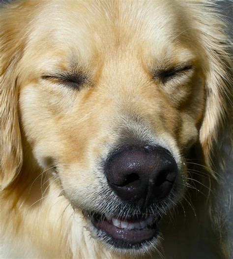 Why Do Dogs Chatter Their Teeth? | Understanding Your Pet's Behavior ...