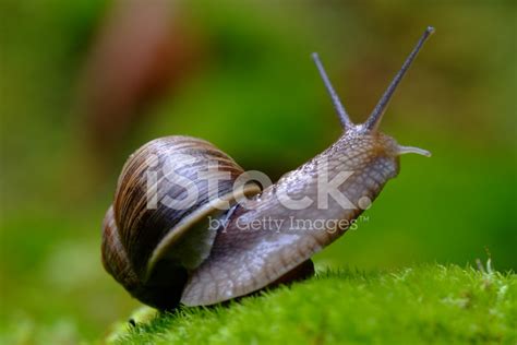 (Helix Pomatia) Edible Snail Macro Stock Photo | Royalty-Free | FreeImages