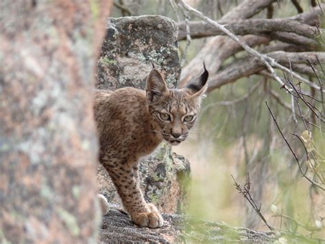 Los 7 mamíferos en peligro de extinción en España