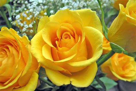 Yellow Color Wallpapers: Yellow Rose Flowers