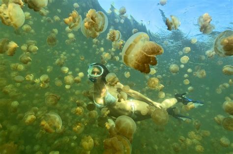 Jellyfish Lake: Der fantastische Quallensee auf Eil Malk, Palau