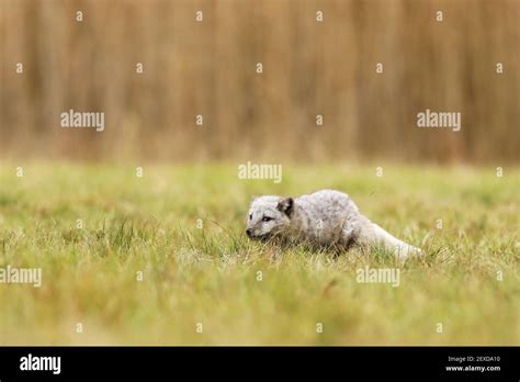 Arctic fox (Vulpes lagopus) is adapted for life at sub-zero ...