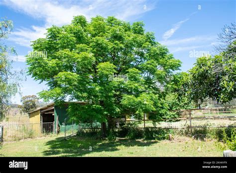 White Cedar tree in spring, Melia azedarach Stock Photo - Alamy