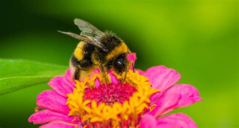 Bees Pollinating Flowers Images / Pollination - Plants Network / Bees pollinating bee flower ...