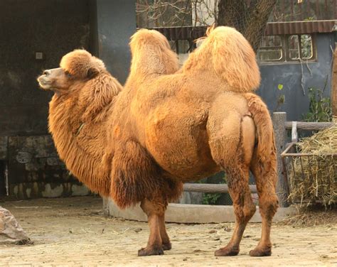 Animals World: latest images of animal bactrian camels posters