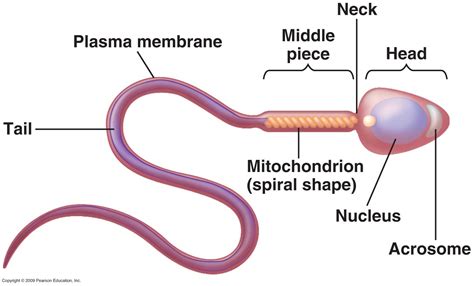 How is the body of a sperm suited for fertilization of an egg? | Socratic