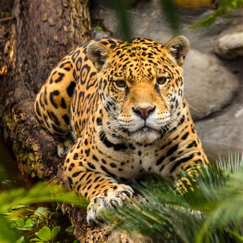 a large leopard laying on top of a lush green forest next to a rock wall