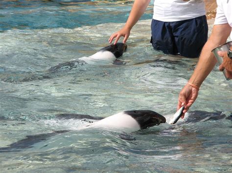 Commerson Dolphin | Aquatica - Dolphin Plunge - Commerson's Dolphin » SeaWorld Orlando ...