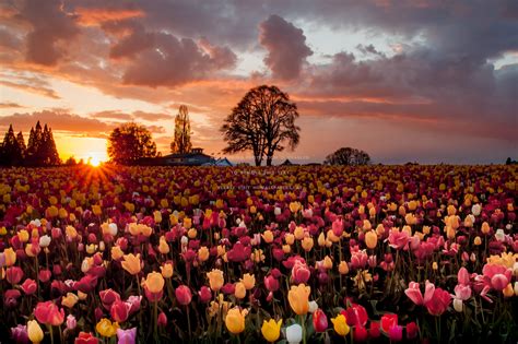 Tulips Field At Sunset Wallpapers - Wallpaper Cave