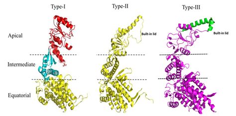 Figure 1 from A Glimpse Into the Structure and Function of Atypical Type I Chaperonins ...