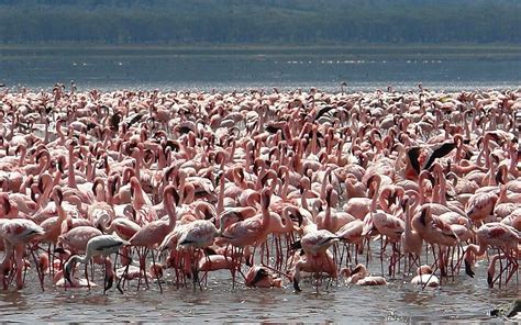 Lake Nakuru Flamingos | Charis Safaris Uganda