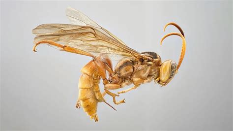 Terrifying new ‘vampire’ wasp discovered in the Amazon — they sting ...