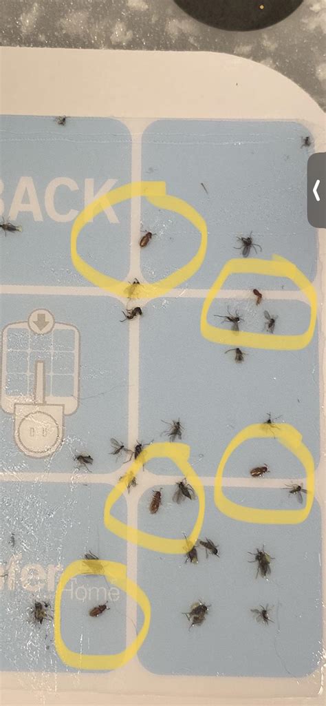 What are these brown little bugs? : r/bugidentification