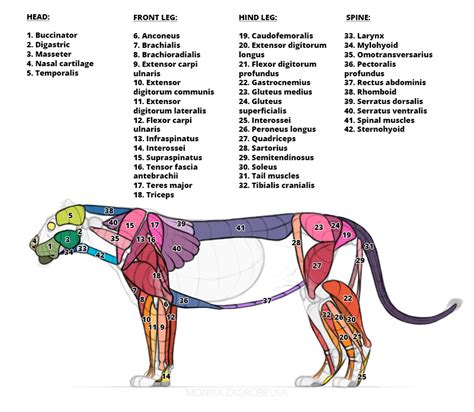 Lion Anatomy for Artists: Skeleton and Muscle Diagrams – Monika Zagrobelna Lion Anatomy, Animal ...