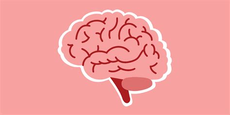 13 Mind-Blowing Facts About Brain Development - Facts.net