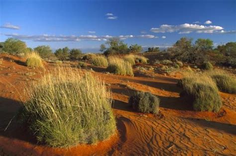 Konrad Wothe - Spinifex Grass growing in Strzelecki Desert, southern Australia - 452564 ...