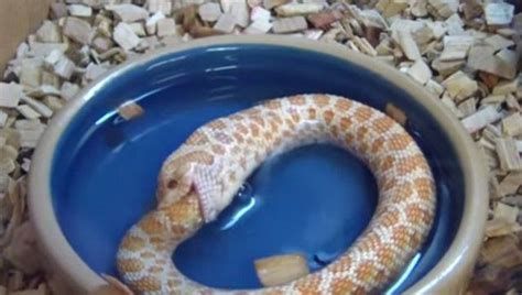 Stressed Out Snake Eats Itself | IFLScience