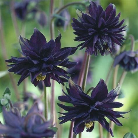 Black lotus flower plant seed ( Pack of 8 Seeds ) - Bonsai Plants Nursery