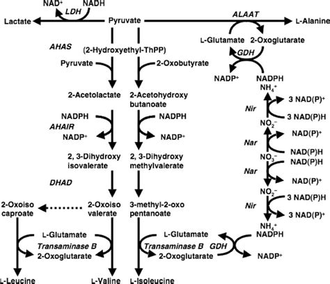 Pathway for branched-chain amino acid synthesis. AHAS, acetohydroxy... | Download Scientific Diagram