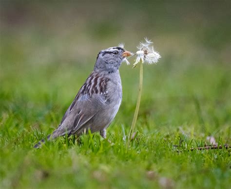 White-crowned Sparrow - Owen Deutsch Photography