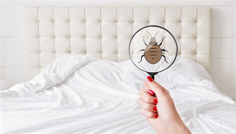 Discover 5 Ways to Prevent a Bed Bug Takeover & Save Your Mattress [+1 ...