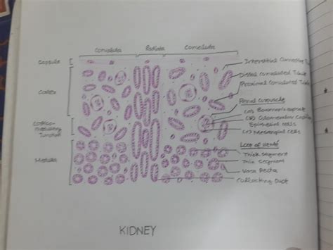 Histology Diagrams for 2nd Year MBBS Histology Slides, Horse Anatomy ...