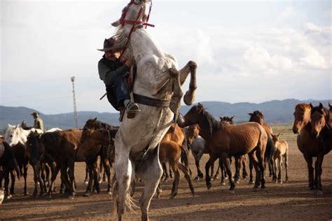 Horse Rearing: What It Is and How to Stop It - All About Horses