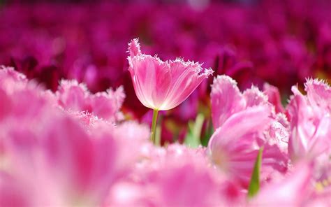 1200+ Tulip HD Wallpapers and Backgrounds