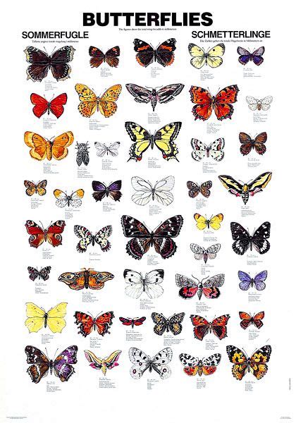 Butterflies Pictures And Names | Butterfly poster, Butterfly pictures ...