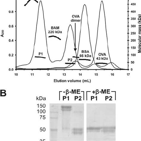 (PDF) Biochemical Characterization of CA IX, One of the Most Active Carbonic Anhydrase Isozymes