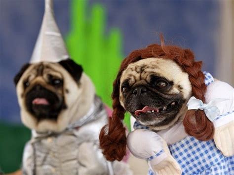 Awesome Dog Costumes Inspired By The Movies - Neatorama