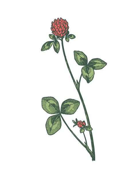 Red Clover Drawing Clipart Free Stock Photo - Public Domain Pictures