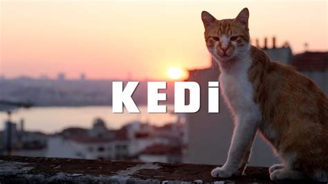 KEDI - TRAILER 1 - YouTube