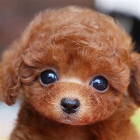 Training For Dogs in 2020 | Teddy bear poodle, Teddy bear dog, Cute baby animals