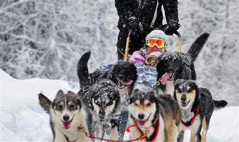 Dogs Sled Adventure Do You Play!