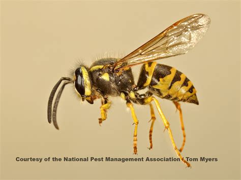 What Is The Difference Between A Yellow Jacket And A Wasp